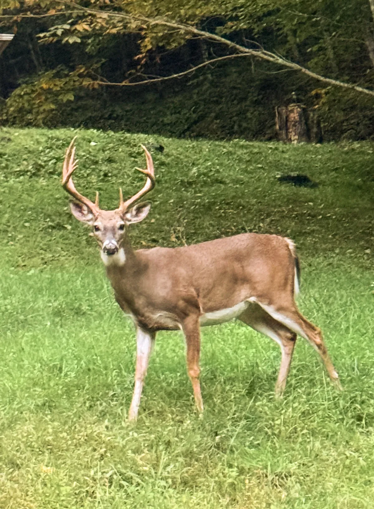 A tranquil outdoor scene with a deer grazing on lush green grass, framed by tall trees. The composition offers a close encounter with wildlife and the quiet stillness of mountain life, ideal for moments of reflection and connection to nature.