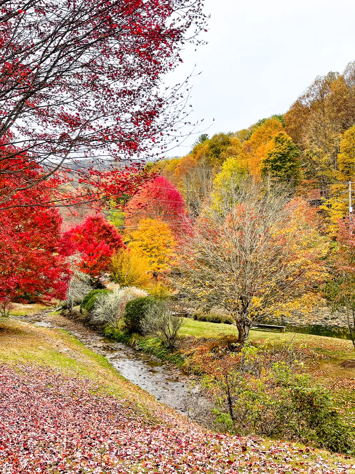 Vibrant red and orange autumn trees line a meandering stream, with a leaf-covered ground creating a serene, natural setting ideal for hikes, photography, and peaceful reflection in the Blue Ridge Mountains.