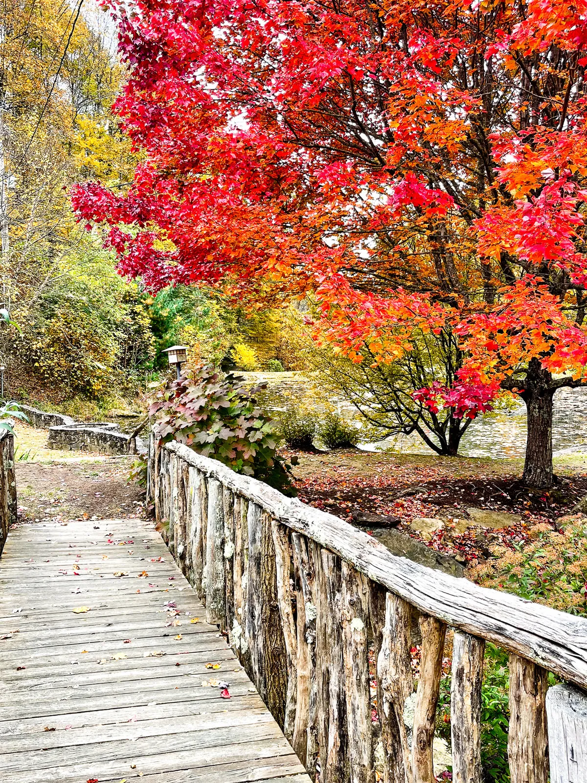 A scenic exterior with a vibrant red maple tree, a wooden bridge, and a carpet of fallen leaves, inviting guests to stroll and reflect. The calm water nearby and brilliant autumnal colors set a serene, revitalizing mood.